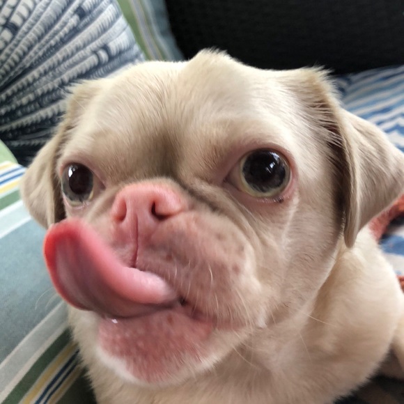 Meet your Posher, Avery - Picture 1 of 1